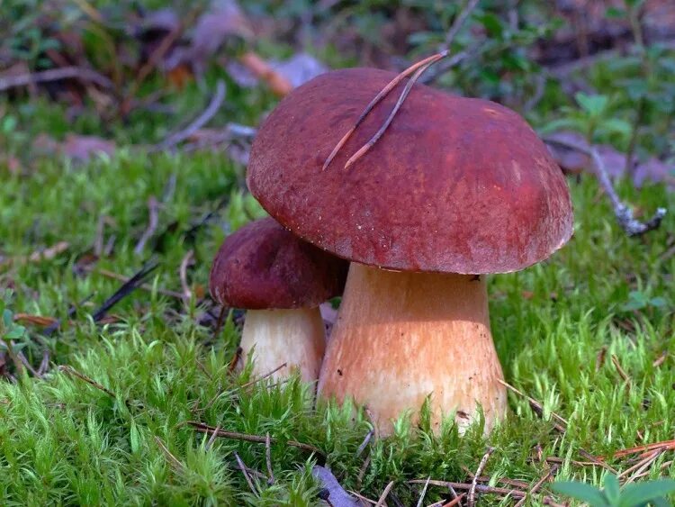 съедобные грибы белый боровик. грибы шляпочные боровик. горчак гриб и желчный гриб. съедобный ли белый гриб. Boletus edulis – белый гриб.