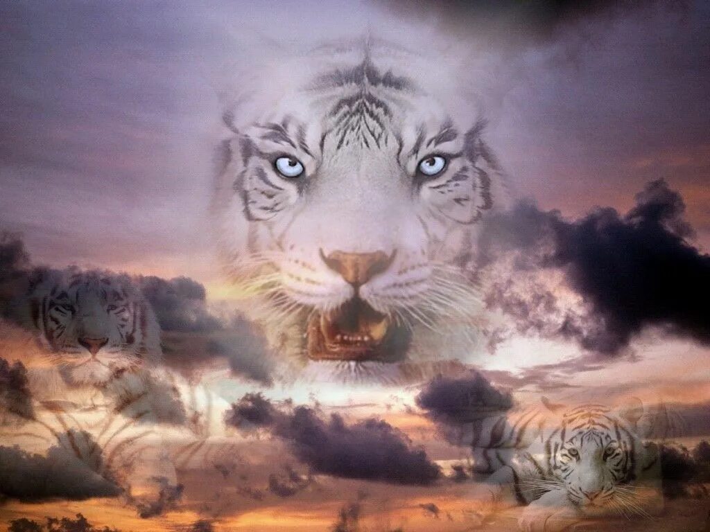 Sky tiger