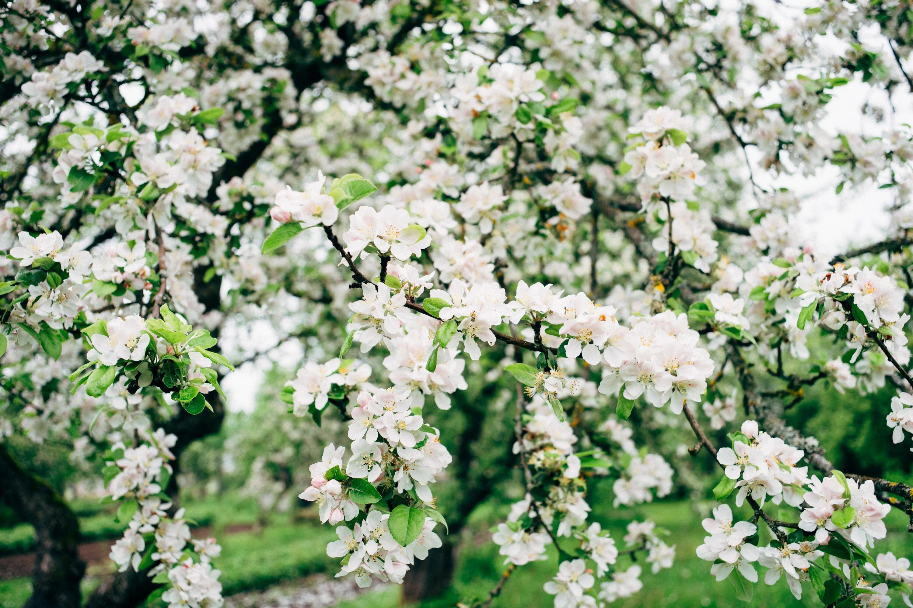 Музыка яблоня. Яблоня Сибирская rosea-Plena. Яблоня Сибирская цветение. Яблоня обыкновенная цветение.