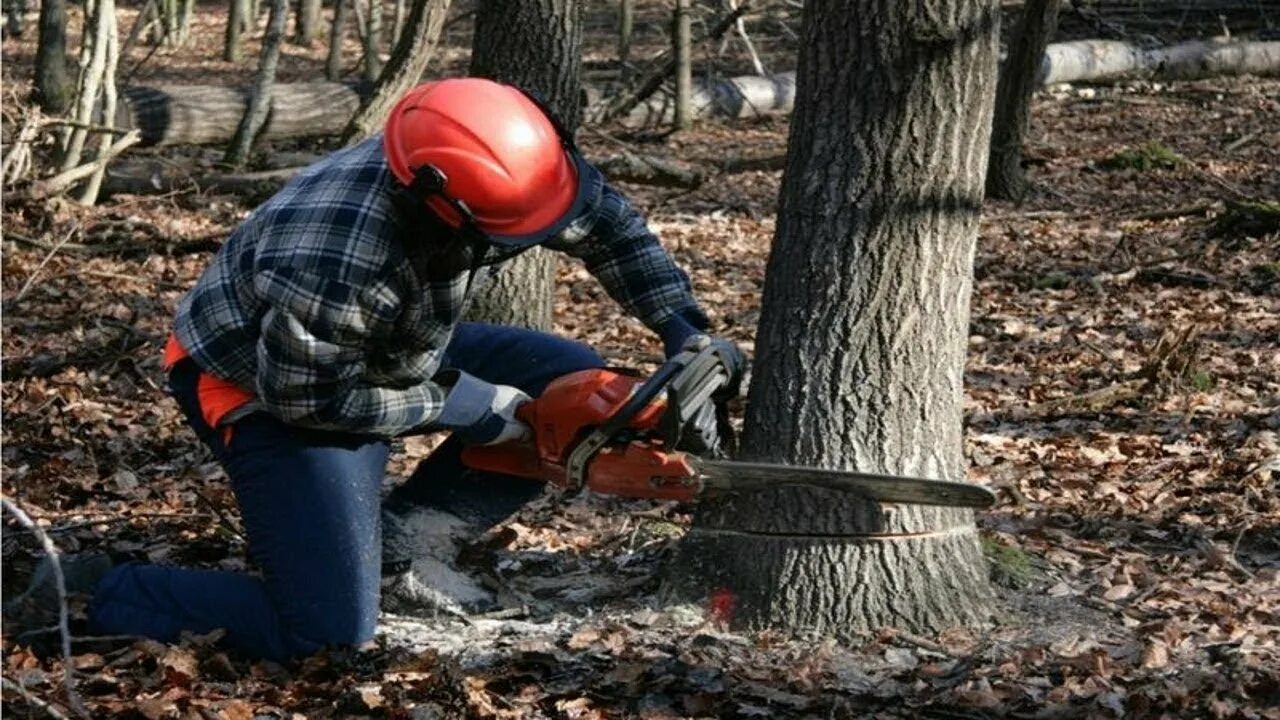 Cutting the trees. Бензопилы арбориста. cut down trees. пейзаж деревья удаление. to cut down a tree.