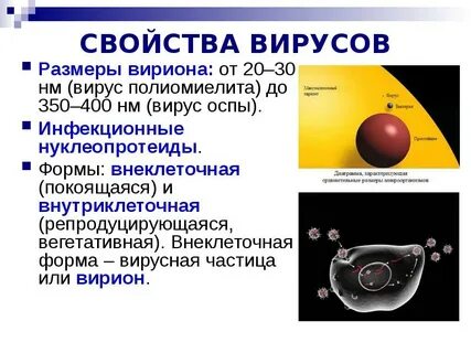 Размеры вирусов