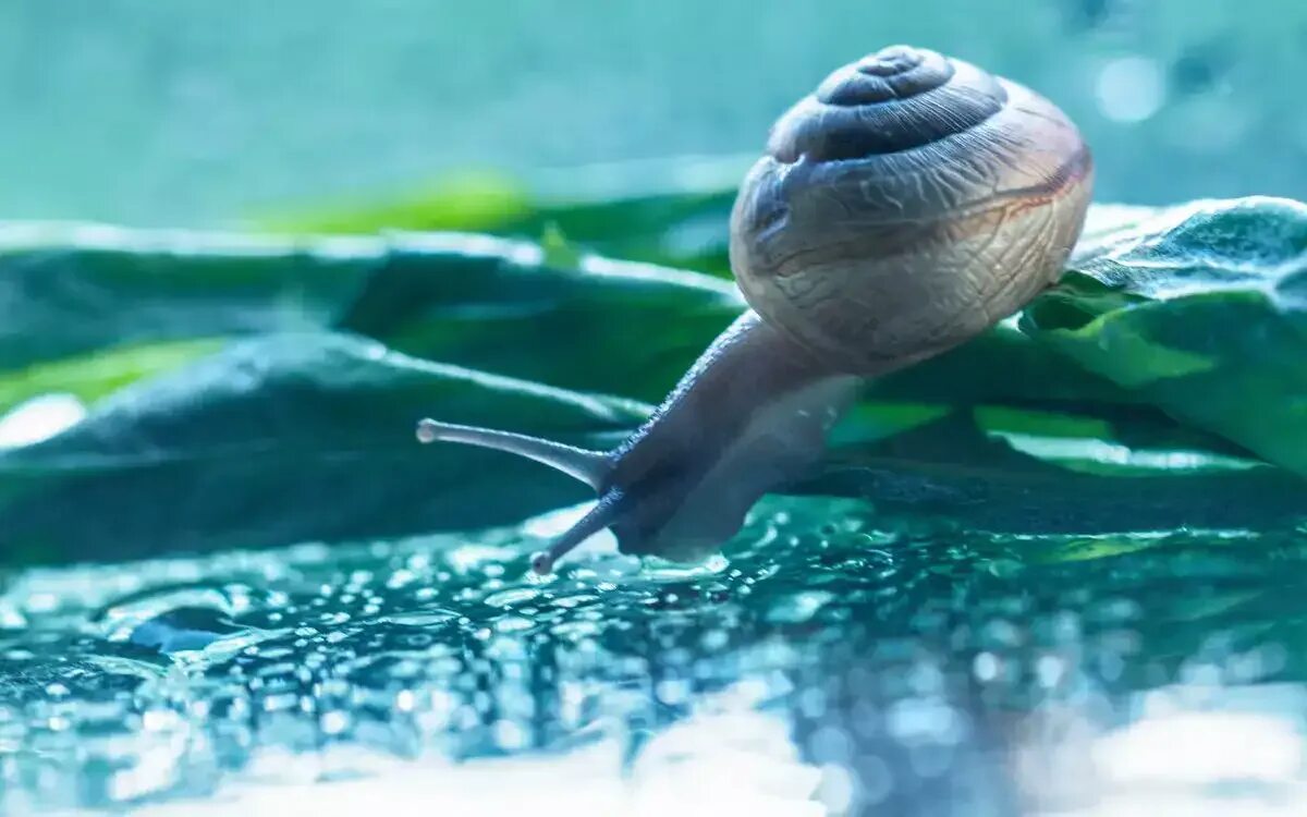 Улитка в воде. Водяные улитки. Брюхоногие в воде. Улитка под водой. Улитка пила