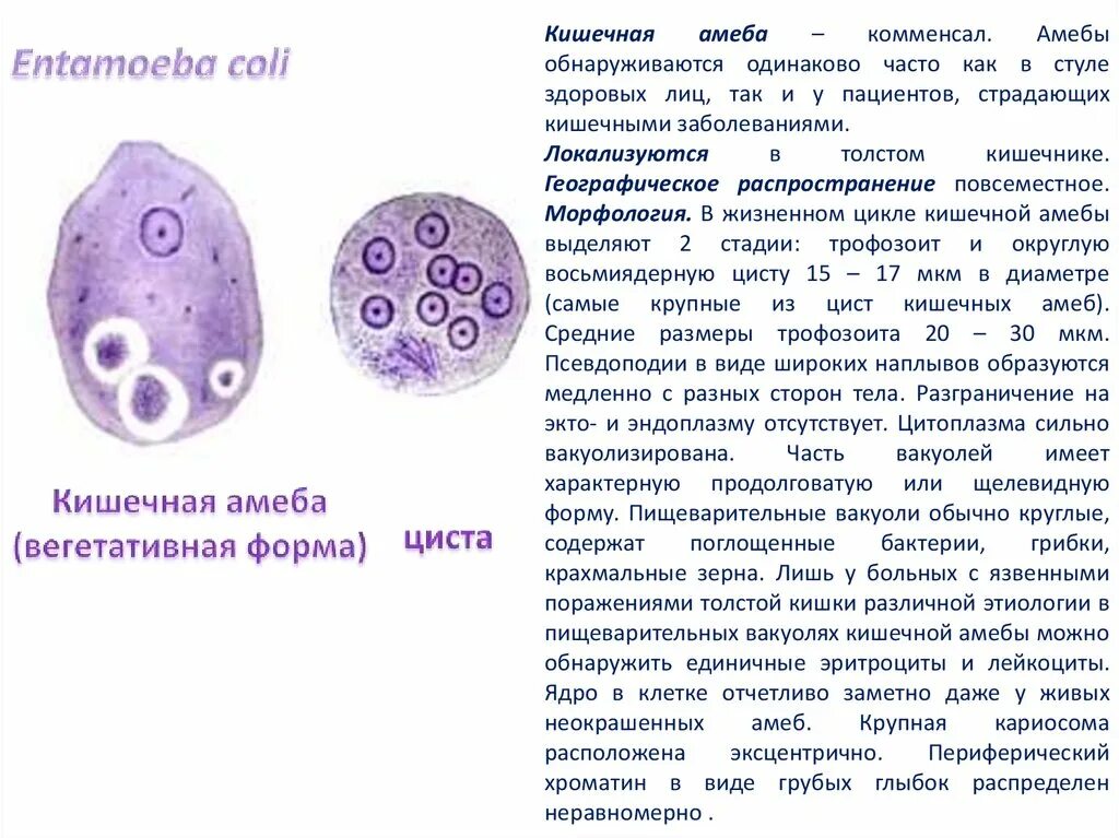 Строение цисты кишечной амебы. Вегетативная форма кишечной амебы. Диагностические признаки цисты кишечной амебы. Жизненный цикл кишечной амебы Entamoeba coli. Жизненные формы амебы