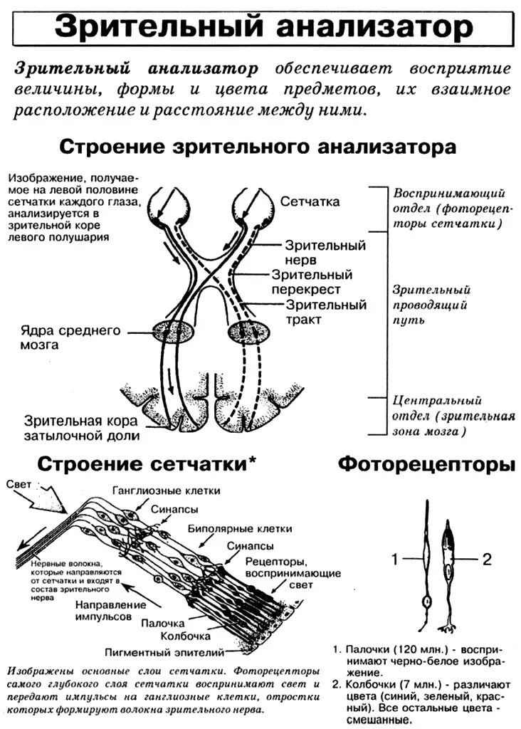 Механизм работы зрительного анализатора гигиена зрения. Строение и функции зрительного анализатора 8 класс. Схема строения зрительного анализатора 8 класс. Глазной анализатор строение и функции. Таблица строение зрительного анализатора по биологии 8.