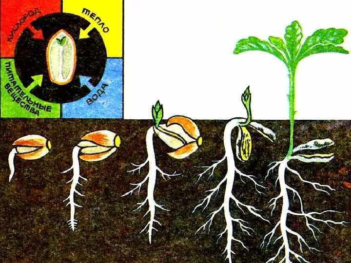 Жизнь растений в 6. Фазы прорастания семян. Схема прорастания семян. Подсолнечник прорастание семян биология. Прорастание семян огурца схема.