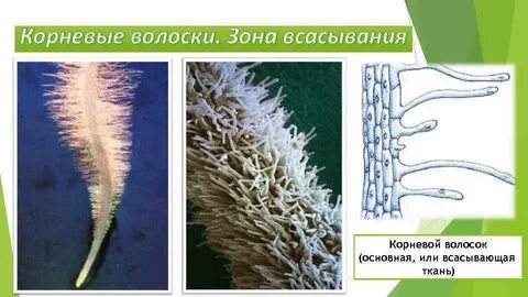 Каково значение корневых волосков в жизни растения