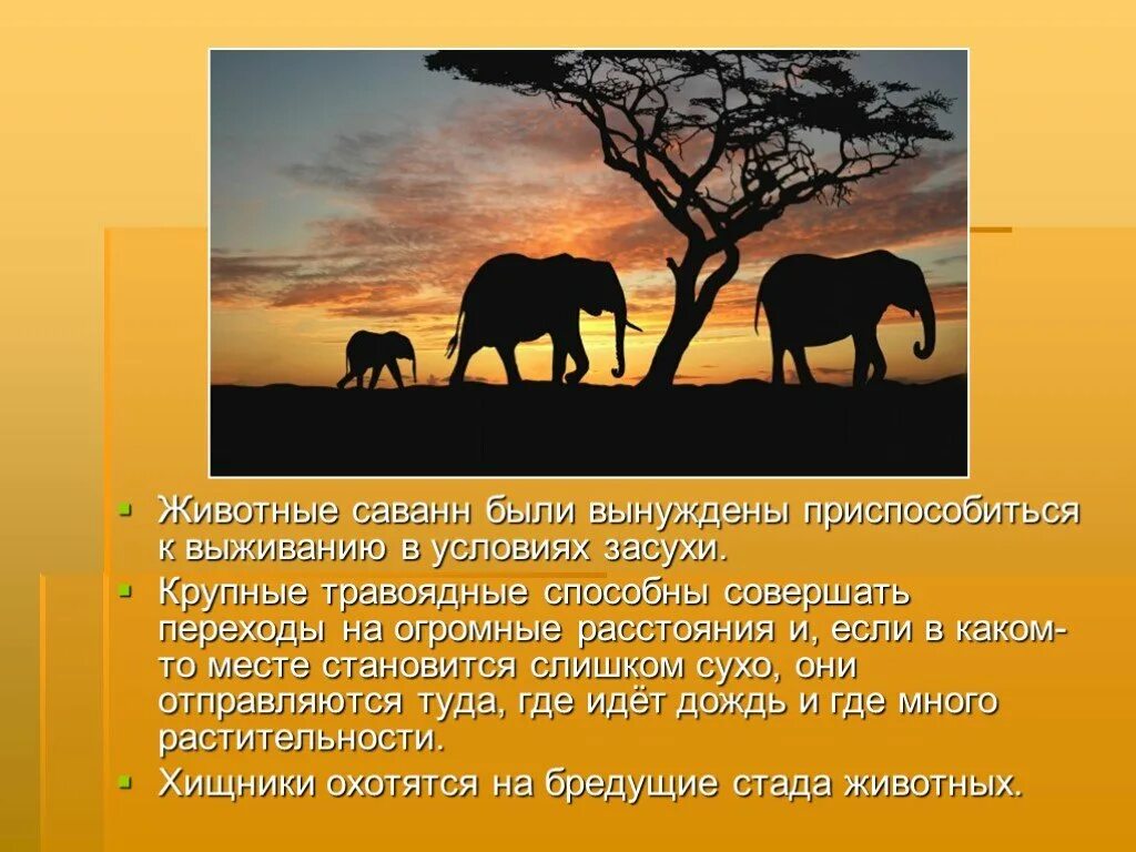 Приспособление животных в саванне. Приспособленность животных в саванне. Приспособление растений в саванне. Презентация на тему Саванна.