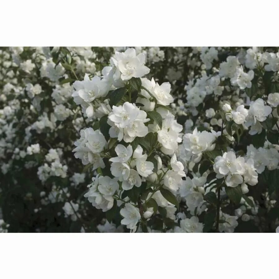 Чубушник лемуана bouquet blanc. Чубушник букет бланк описание. Чубушник гибридный bouquet blanc. Чубушник букет бланк описание. Чубушник (philadelphus dame blanche.