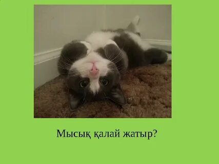 Минет жасайтын қыздардың суреттері