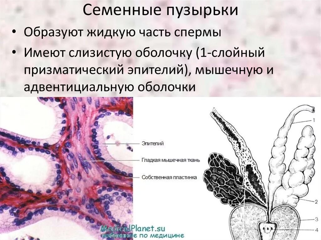 Семенные пузырьки простаты. Семенные пузырьки гистология. Семенные пузырьки строение гистология. Семенные пузырьки и предстательная железа. Аномалии семенных пузырьков.