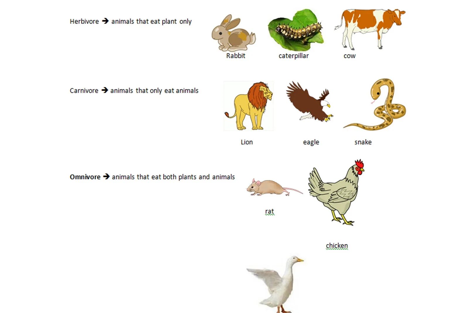 Carnivore перевод. Herbivore Carnivore Omnivore. Omnivore animals примеры. Carnivores примеры. Herbivore - травоядное Carnivore - Omnivores.