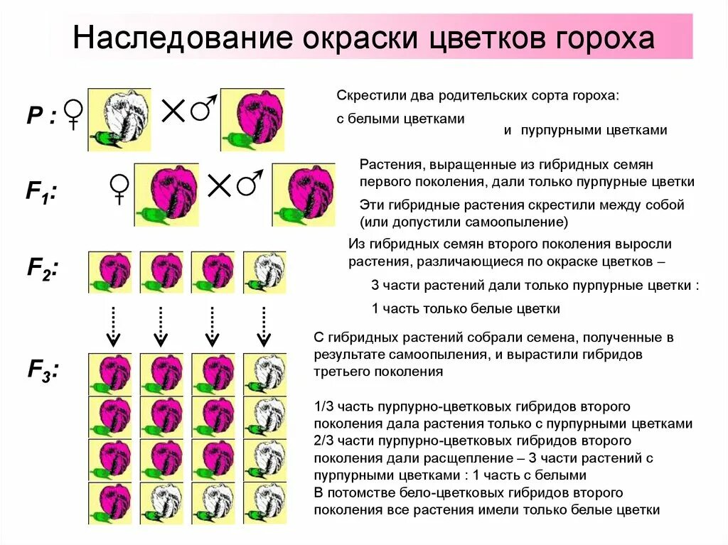 Схема независимого наследования. Наследование окраски цветков у душистого горошка. Наследование признака гороха. Окраска цветков душистого горошка. Наследственность горох