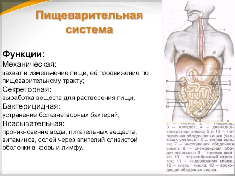 Общее строение пищеварительной системы человека. Функции пищеварительной системы анатомия. Органы пищеварительной системы человека и их функции кратко. Органы пищеварительной системы системы, строение, функции..