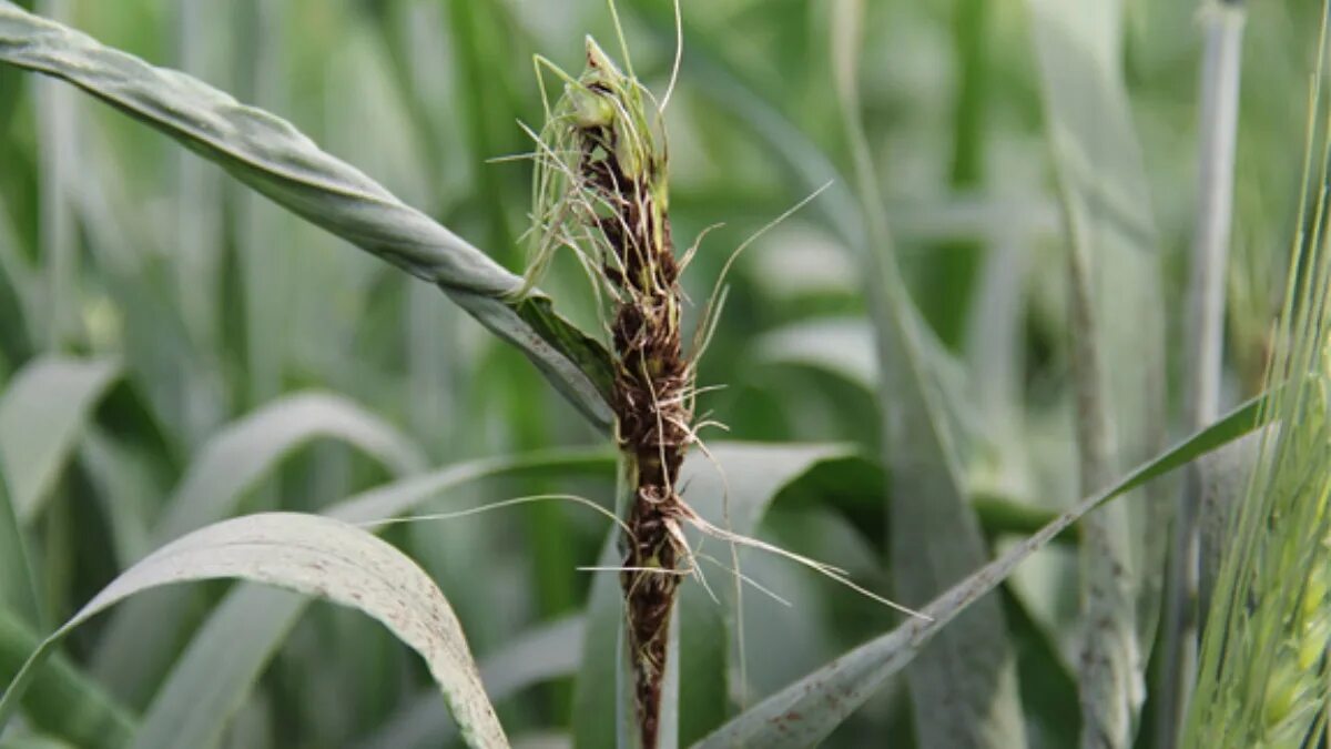 Головня овес. Ustilago tritici пыльная Головня пшеницы. Пыльная Головня злаковых. Головня Яровая пшеница. Телиоспоры пыльной головни пшеницы.