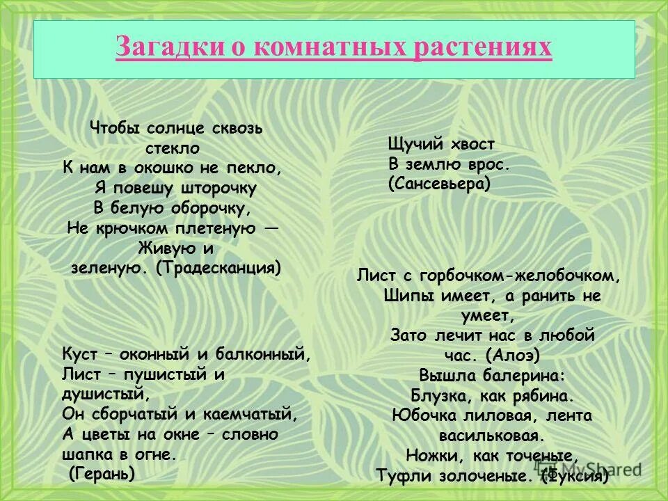 Загадки про комнатные растения. Загадки о комнатных цветах. Стихотворение про комнатные цветы. Загадка про комнатный цветок. Загадки террас