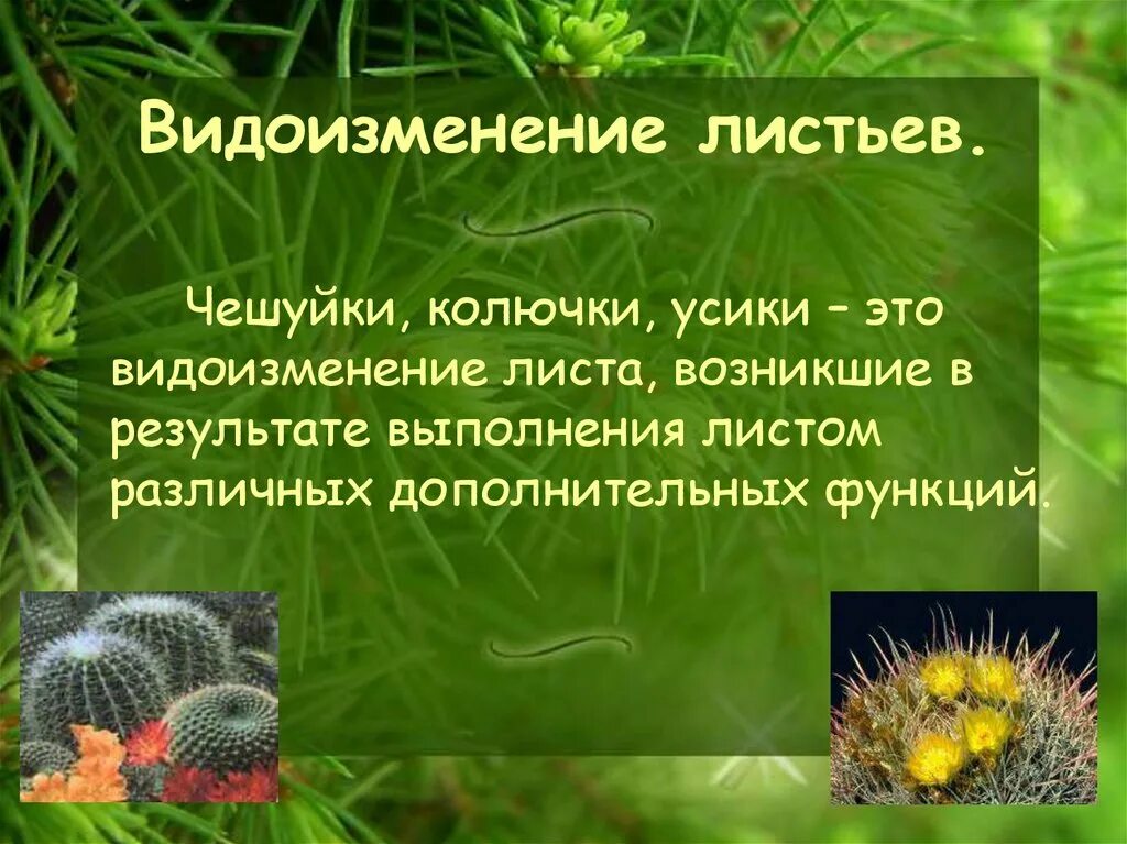 Рисунок видоизменения листьев 6 класс. Чешуйки видоизменение листьев. Видоизменение листа презентация. Видоизменения листьев 6 класс биология.