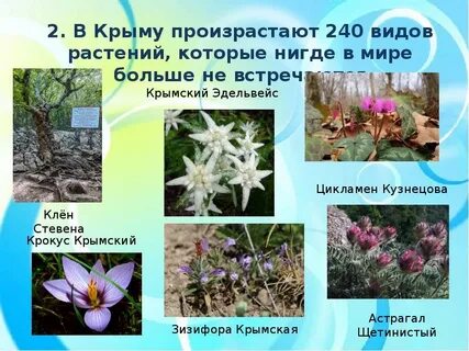 Растения крыма доклад