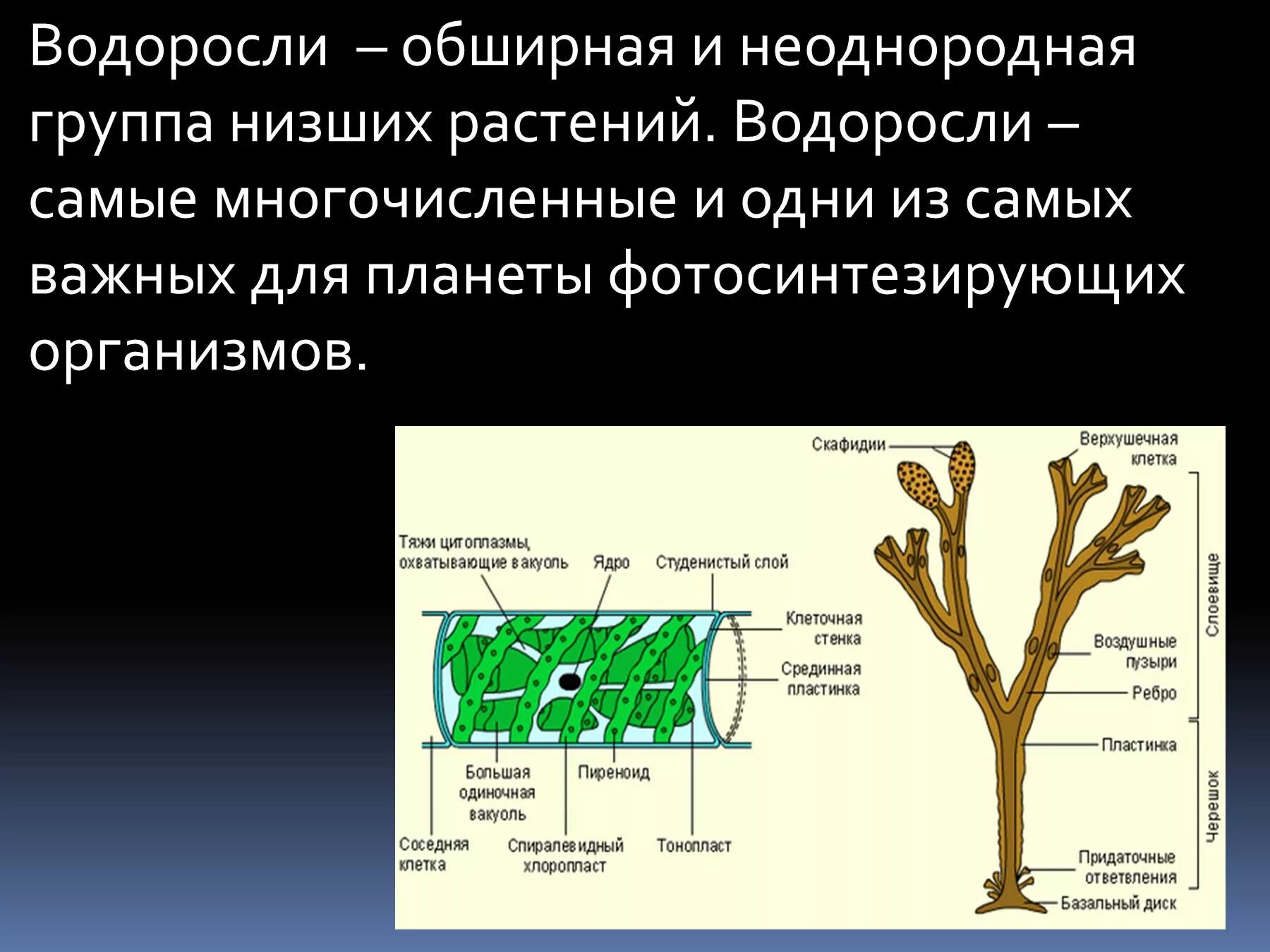 2 строение водорослей. Строение водорослей. Биология доклад про водоросли. Водоросли группа низших растений. Водоросли биология презентация.