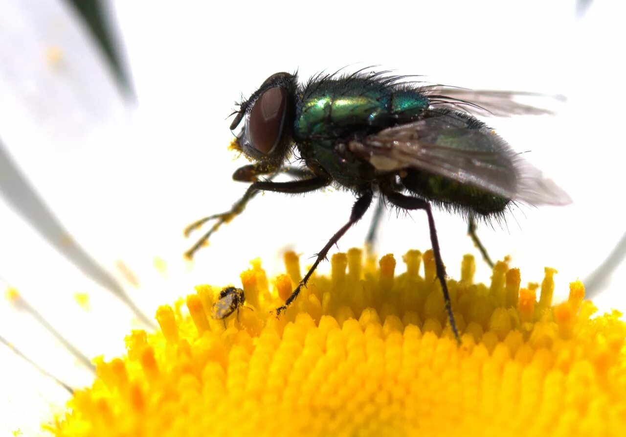 Fly green. Муха на цветке. Зеленая Муха. Желтая Муха с зелеными глазами. Оранжевая Муха с зелеными глазами.