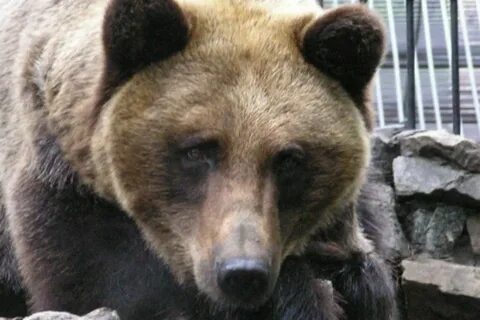 Медведь в новосибирске