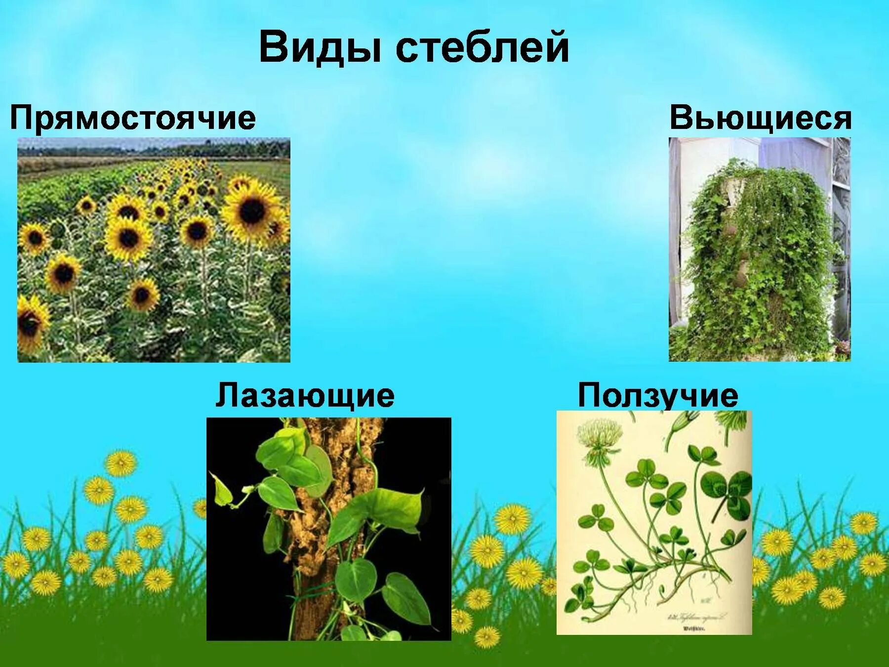 Типы стеблей примеры. Прямостоячий стебель. разнообразие стеблей. стебель цветковых растений. типы стеблей.