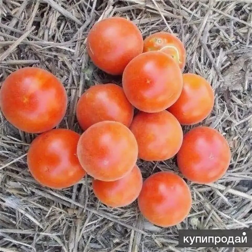 Томат сорт персик отзывы. Томат сорт персик отзывы