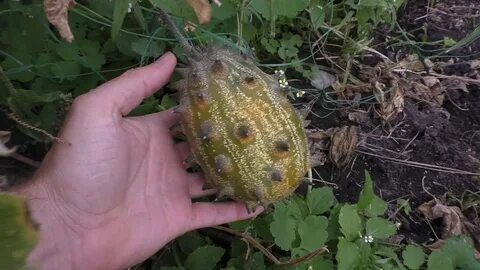 Рогатая дыня из 6 букв
