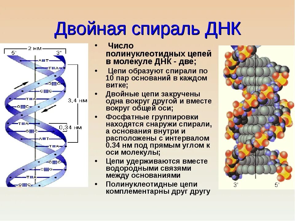 Сколько цепей содержится в днк