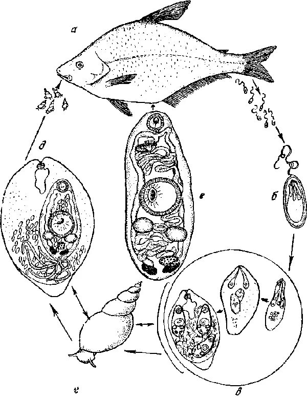 Мирацидий спороциста редия церкария. Жизненный цикл церкарий. Нанофиет Шихобаловой жизненный цикл. Церкарий строение. Редия это