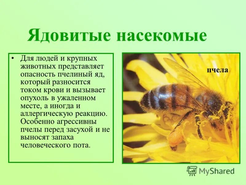 Насекомое пчела 2 класс. Сообщение о ядовитых насекомых. Опасности для человека в лесу пчелы. Информация о пчелах. Ядовитые животные описание.