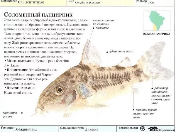 Как определить рыбу самку