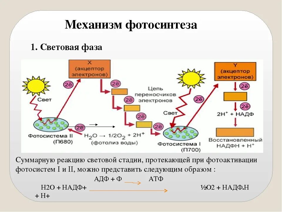 Происходит образование атф фаза. Световая фаза фотосинтеза схема. Световая стадия фотосинтеза схема. Световая фаза фотосинтеза фотосистемы 1 и 2. Стадии световой фазы фотосинтеза.