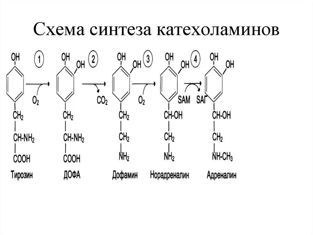 Адреналин образуется. Схема синтеза катехоламинов. Синтез дофамина из тирозина. Синтез норадреналина схема. Схема синтеза адреналина.