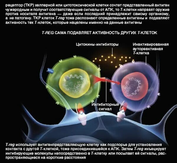 Цитотоксические клетки. Цитотоксические т-клетки. Регуляторные иммунные клетки. Антигенпредставляющие клетки. Реакция организма клетки на