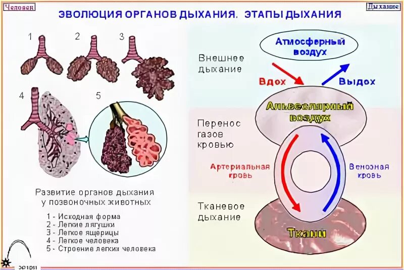 Стадии развития легких. Стадии развития органов дыхания. Эволюция дыхательной системы. Эволюция дыхательной системы животных. Этапы дыхания у животных.