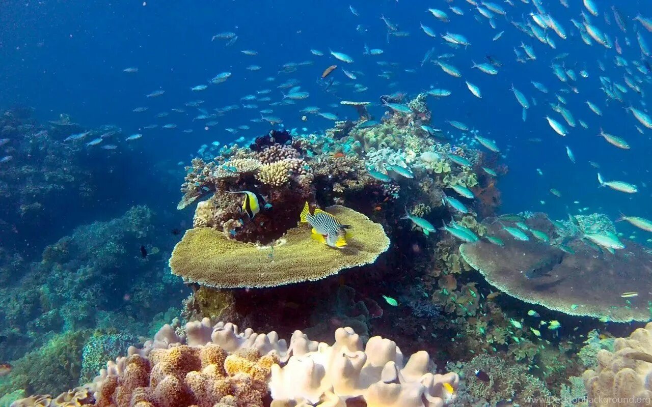 Great coral reef. Морской парк большого барьерного рифа. Барьерный риф в Австралии. Коралловый риф в Австралии. Great Barrier Reef, Australia большой Барьерный риф, Австралия.