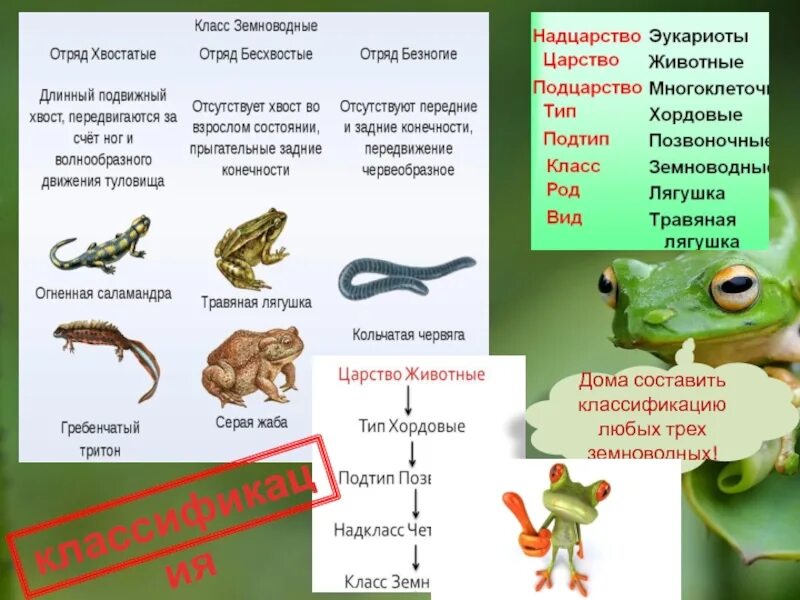 Биология тест тип хордовые. Систематика земноводных 7 класс биология. Отряды земноводных 7 класс. Класс амфибии систематика. Систематика земноводных отряд бесхвостые.