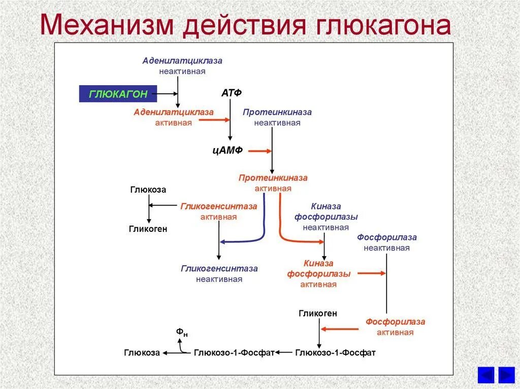 Диффузный метаболизм