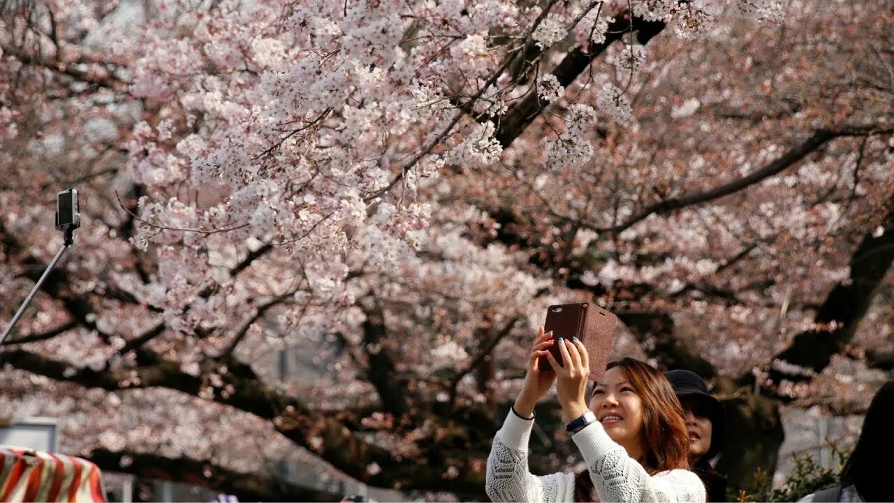 Цветение Сакуры. Цветение вишни в Японии. Сакура человек. Cherry blossom отзывы