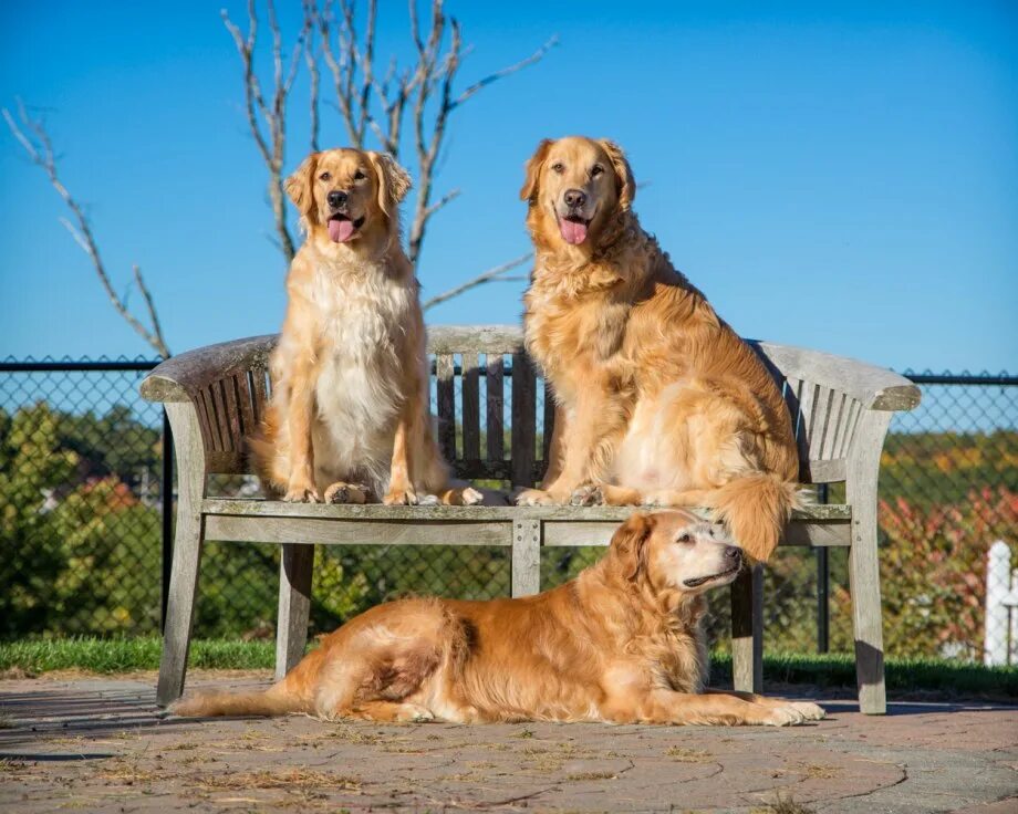 Золотистый ретривер фото щенки и взрослые Pin on The Dogs Dogs golden retriever, Cute dogs, Cute puppies