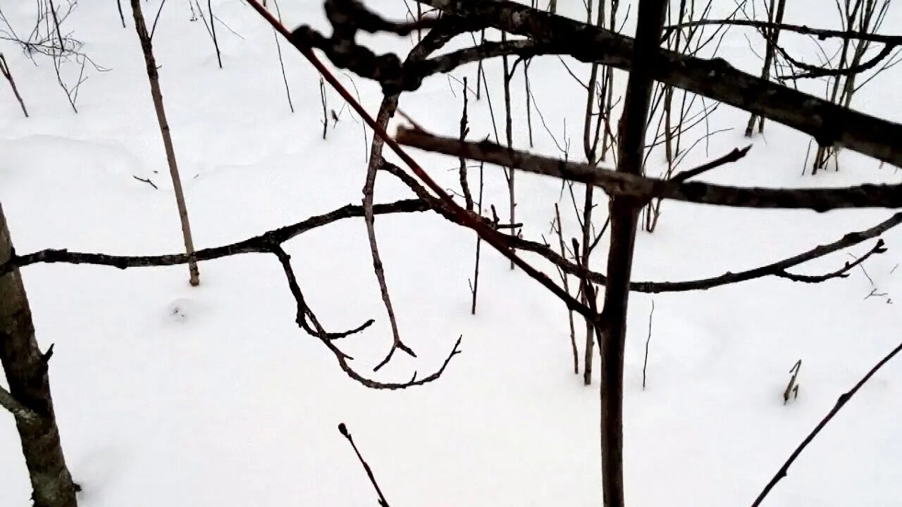 Как ставить петли на зайца зимой правильно. Цимлянский район можно ли ставить петли на зайцев.