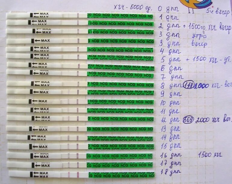 Эко ощущения форум. Эко тесты на беременность после переноса эмбриона. Тест на беременность на 5 день после переноса эмбрионов. Тесты на беременность после переноса эмбрионов 5. Тесты после подсадки эмбрионов.