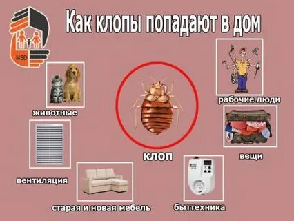 Домашние клопы как избавиться самостоятельно