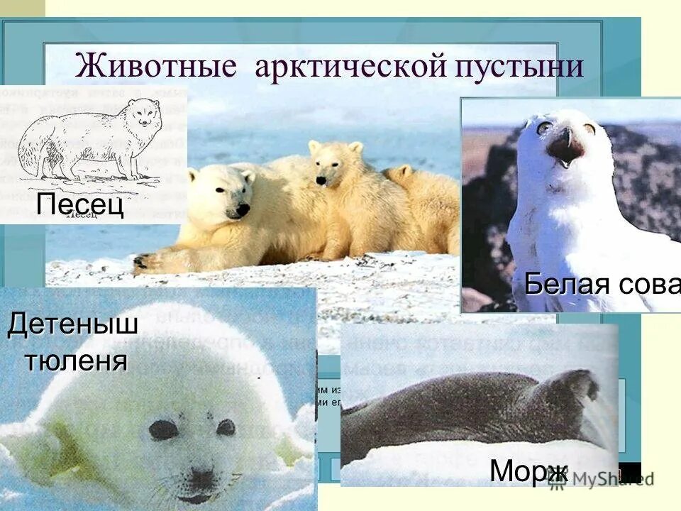 Животный мир природной зоны арктических пустынь. Животные арктических пустынь. животные арктическикпустынь. арктические пустыни животные. животные аттической пустыни.