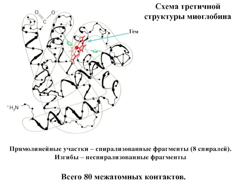 Третичная структура белка данная структура. Третичная структура миоглобина. Миоглобин вторичная структура. Миоглобин строение белка. Схема строения миоглобина.