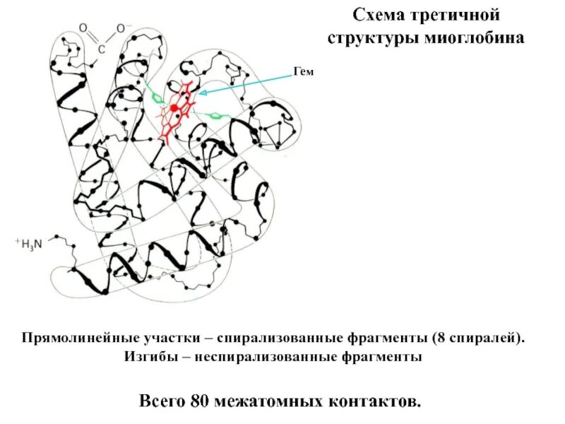 Третичная структура данная структура. Миоглобин четвертичная структура. миоглобин третичная структура. вторичная структура миоглобина. строение миоглобина схема.