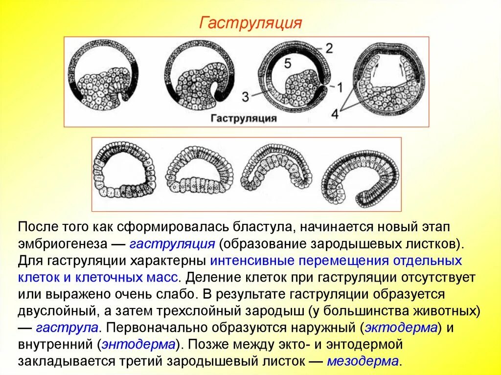 Гаструла образуется в результате. Характеристики этапов эмбриогенеза гаструла. Этапы эмбриогенеза гаструла. Гаструляция образование зародышевых листков. Эмбриогенез бластула.