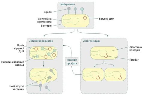 Литический цикл бактериофага