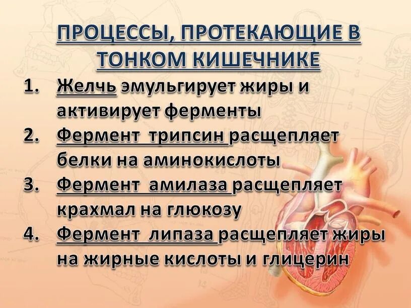 Процессы происходящие в кишечнике. Процессы протекающие в тонкой кишке. процессф в тноком кишечни ке. процессы втонком кишечеике. процессы происходящие в тонкой кишке.