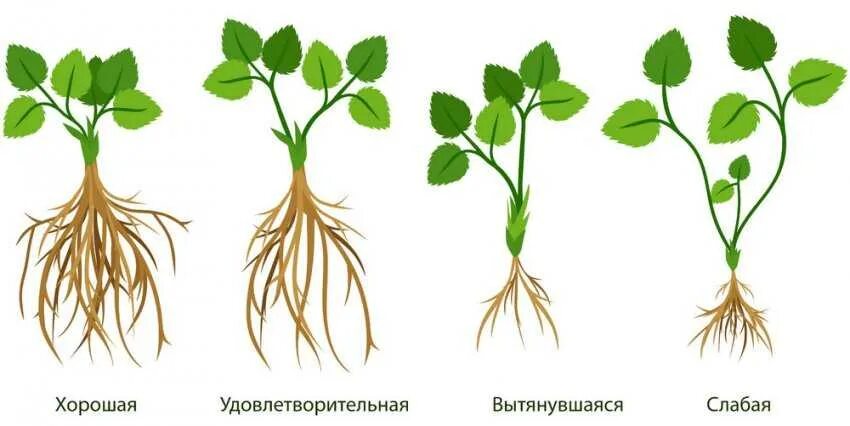 Корневая клубники. Земляника Садовая корень. Корневая система клубники. Корневая система земляники. Какая корневая система у клубники.